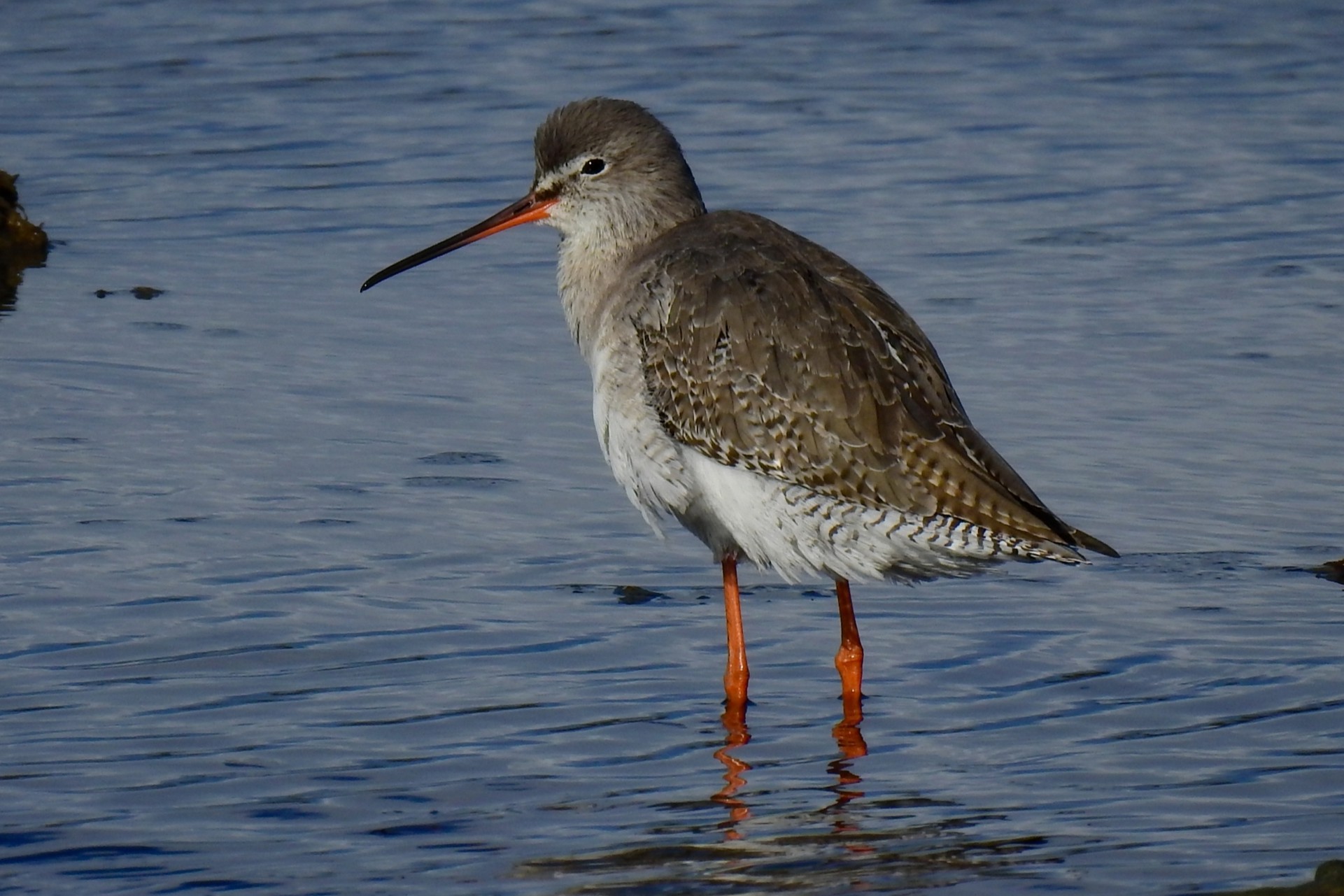 Tringa erythropus