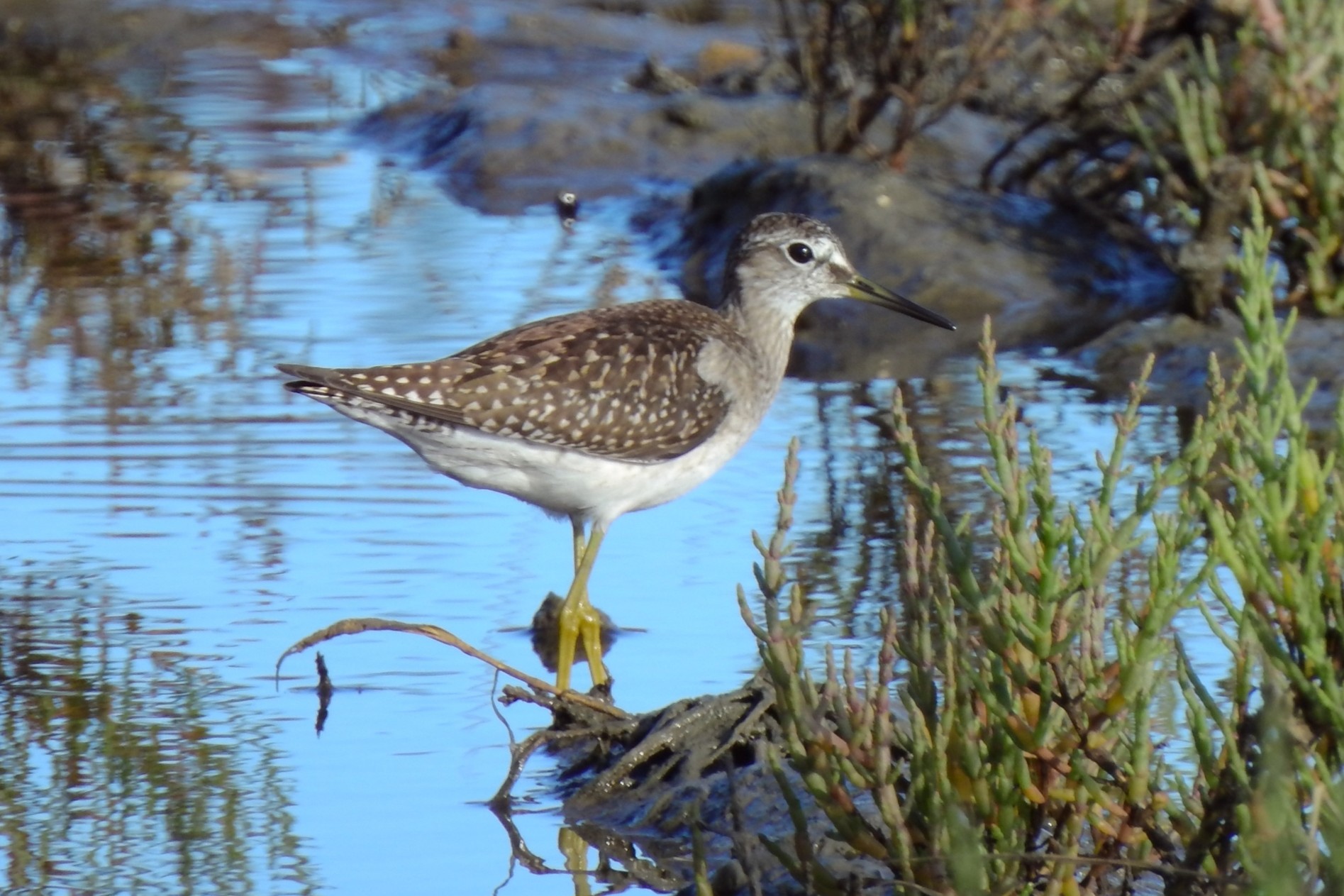 Tringa glareola