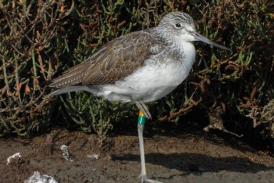 chevalier aboyeur Scolopacidae