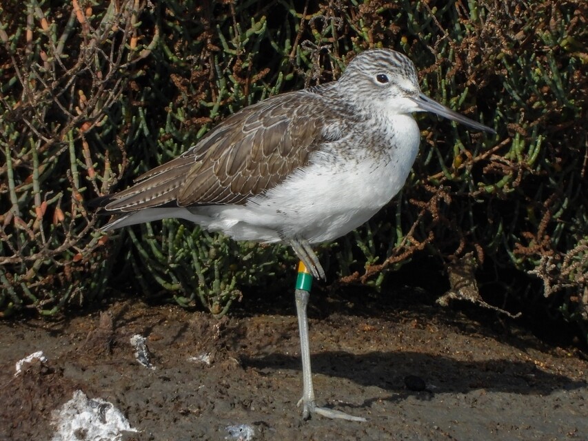 Tringa nebularia