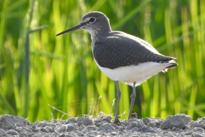 chevalier cul-blanc Scolopacidae
