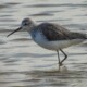 picture of Tringa stagnatilis