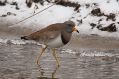 vanneau à tête grise Charadriidés
