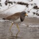 picture of Vanellus cinereus