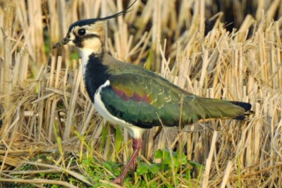 vanneau huppé Charadriidés