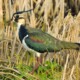 picture of Vanellus vanellus