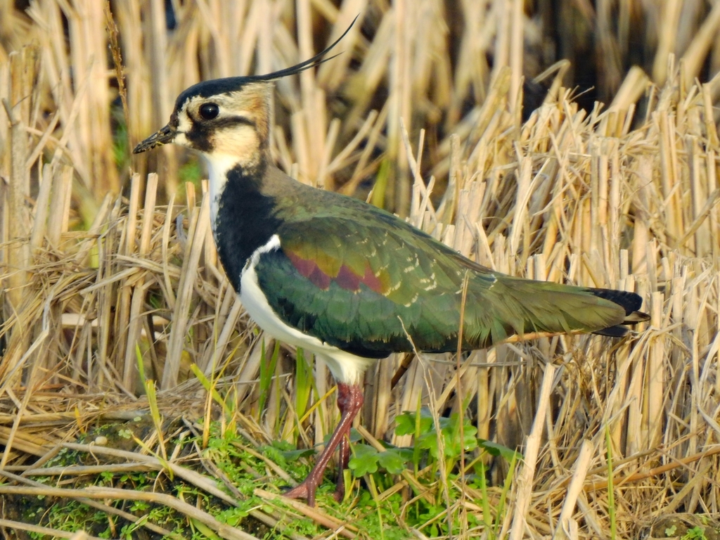Vanellus vanellus