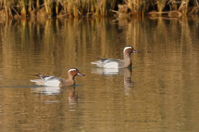 sarcelle d’été Anatidae