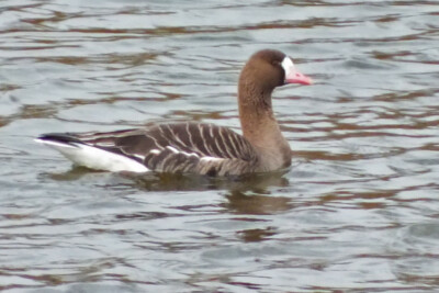 oie rieuse Anatidae