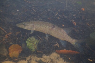 brochet aquitain Esocidae