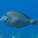 picture of Acanthurus chirurgus