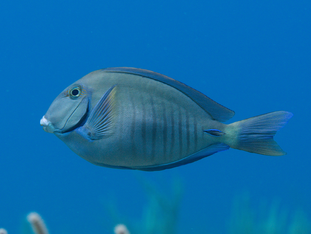 Acanthurus chirurgus