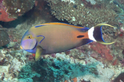 chirurgien de Fowler Acanthuridae