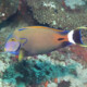 picture of Acanthurus fowleri