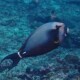 picture of Acanthurus leucocheilus