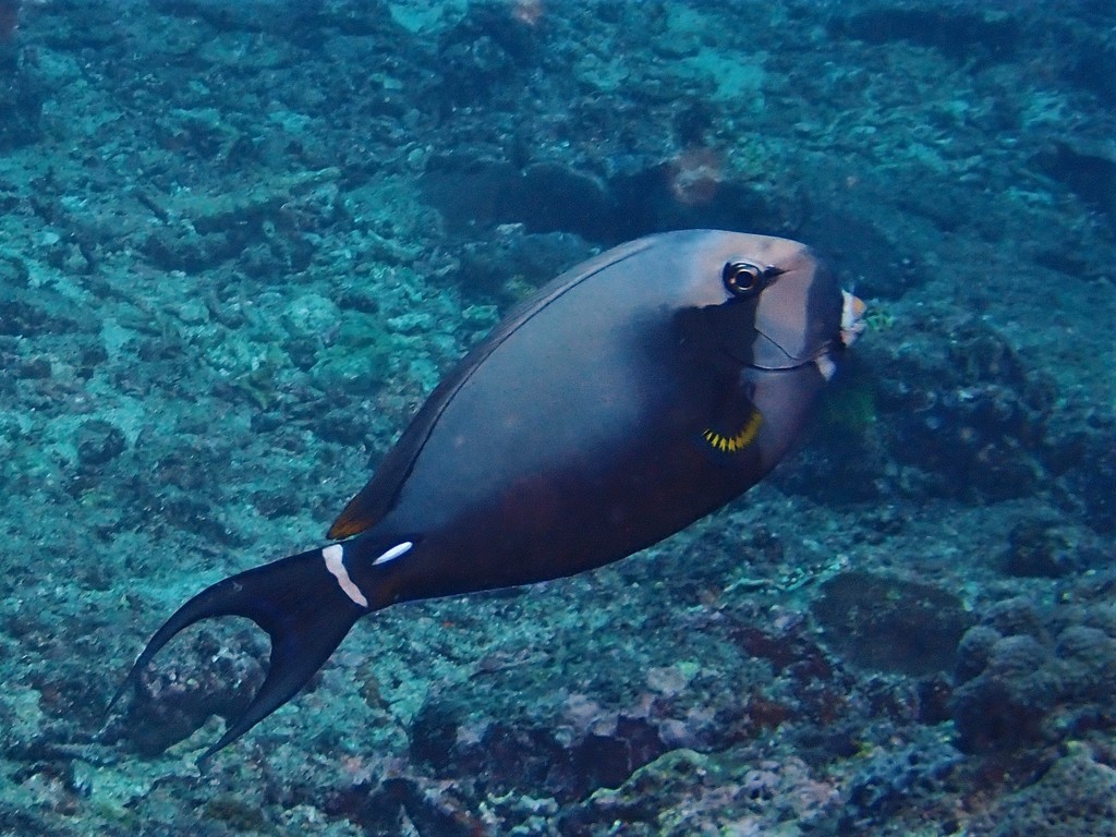 Acanthurus leucocheilus