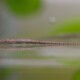 picture of Acestridium colombiense