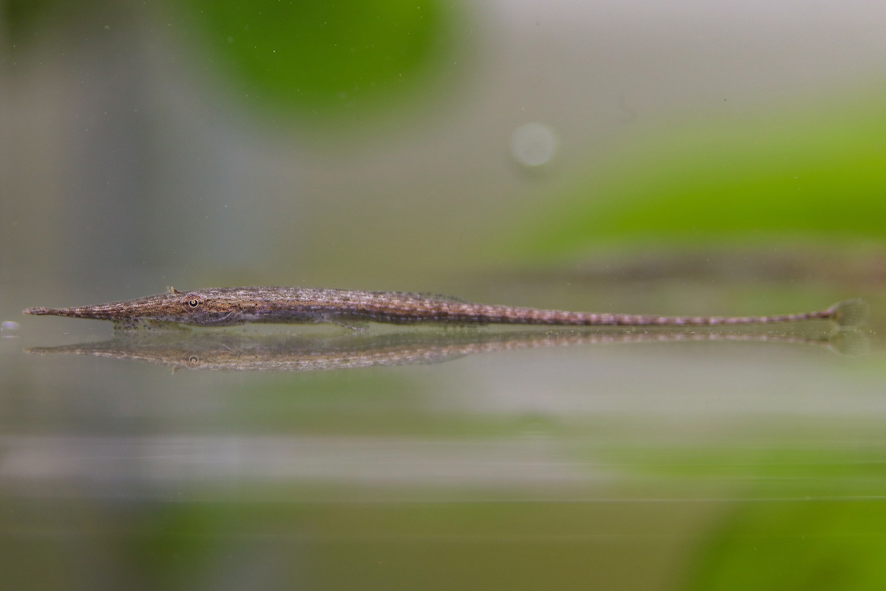 Acestridium colombiense
