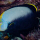 picture of Chaetodontoplus melanosoma