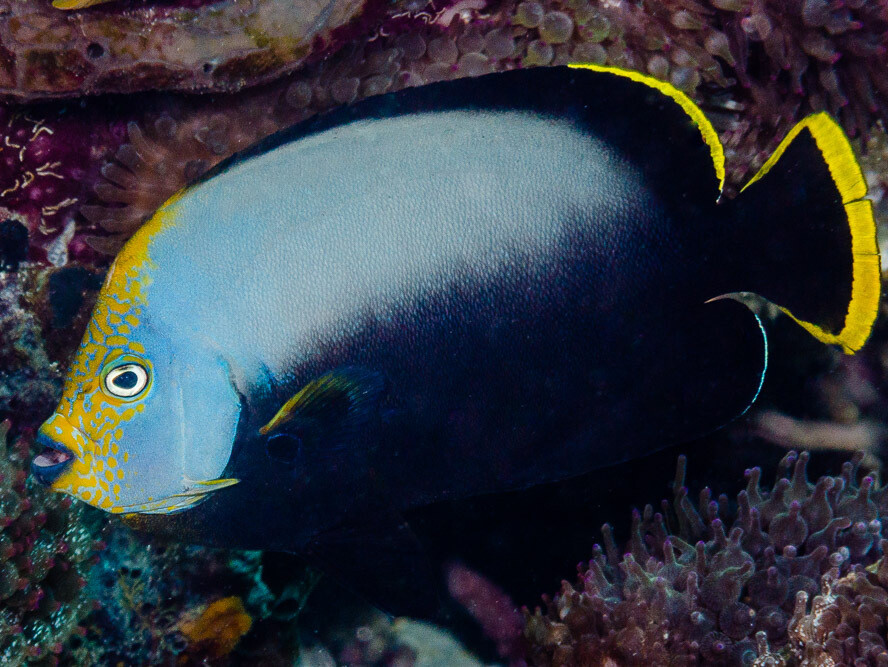 Chaetodontoplus melanosoma