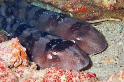 requin-chabot Taches Blanches Hemiscylliidae