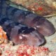 picture of Chiloscyllium plagiosum