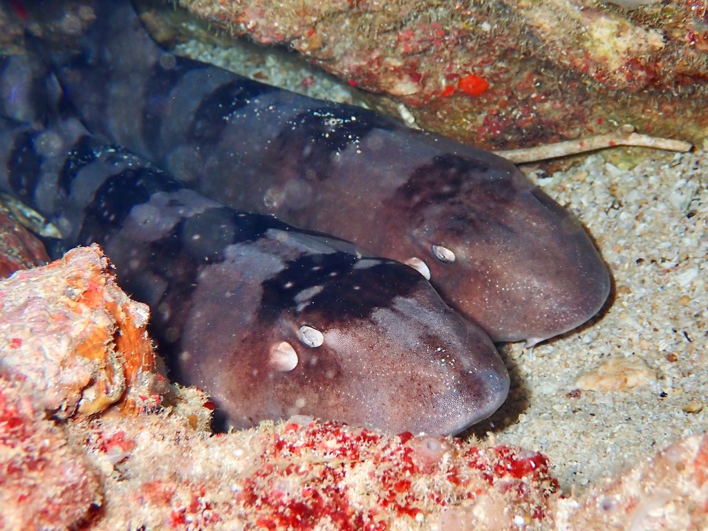 Chiloscyllium plagiosum