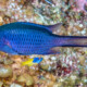 picture of Chromis cyanea