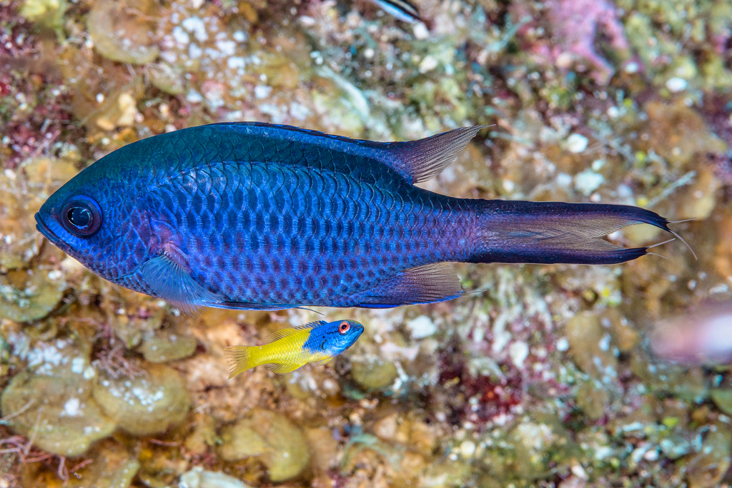 Chromis cyanea
