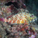 picture of Cirrhitus pinnulatus
