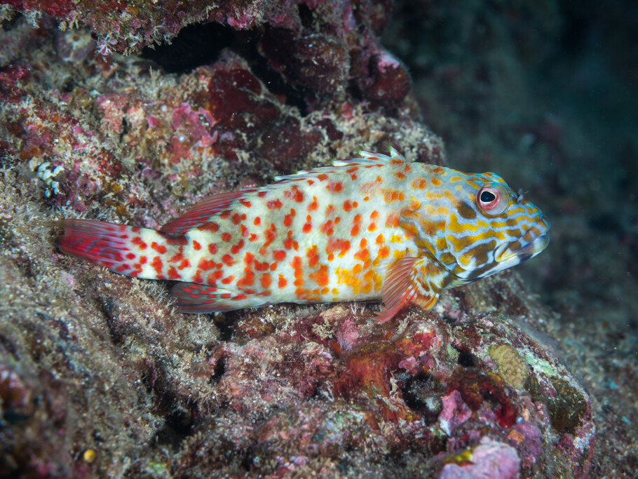 Cirrhitus pinnulatus