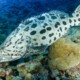 picture of Epinephelus tukula
