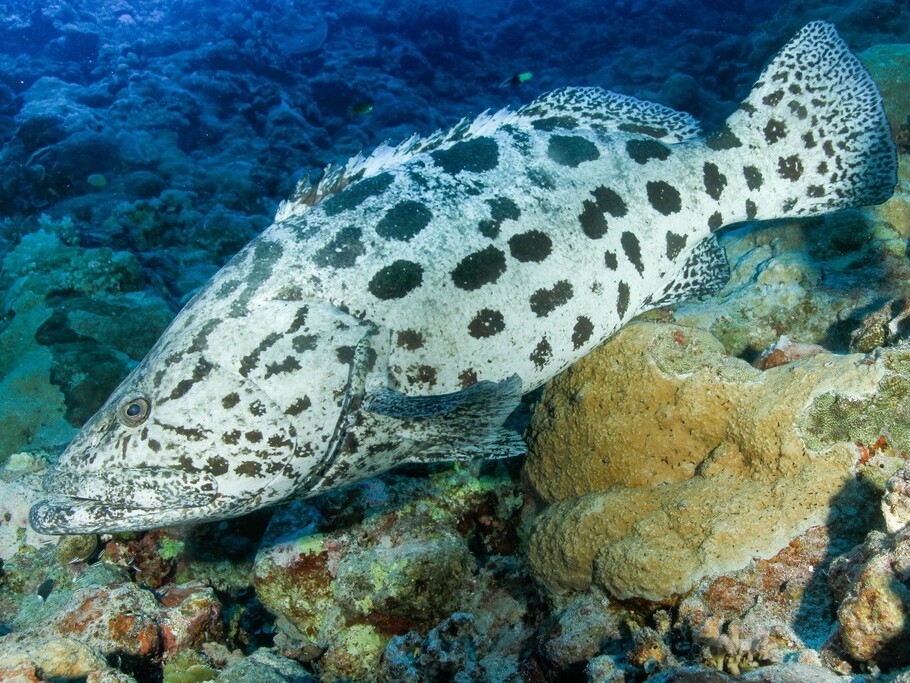 Epinephelus tukula