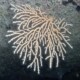 picture of Eunicella verrucosa