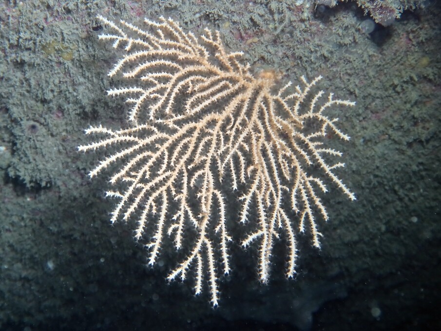 Eunicella verrucosa