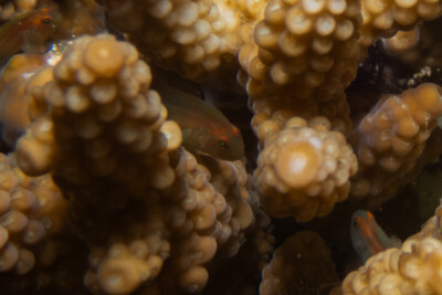 gobie corail Gobiidae