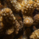 picture of Gobiodon rivulatus