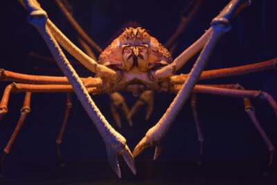 Espèce : crabe-araignée géant du Japon