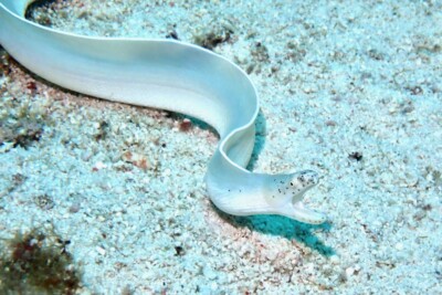 murène ruban blanc Muraenidae