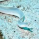 picture of Pseudechidna brummeri