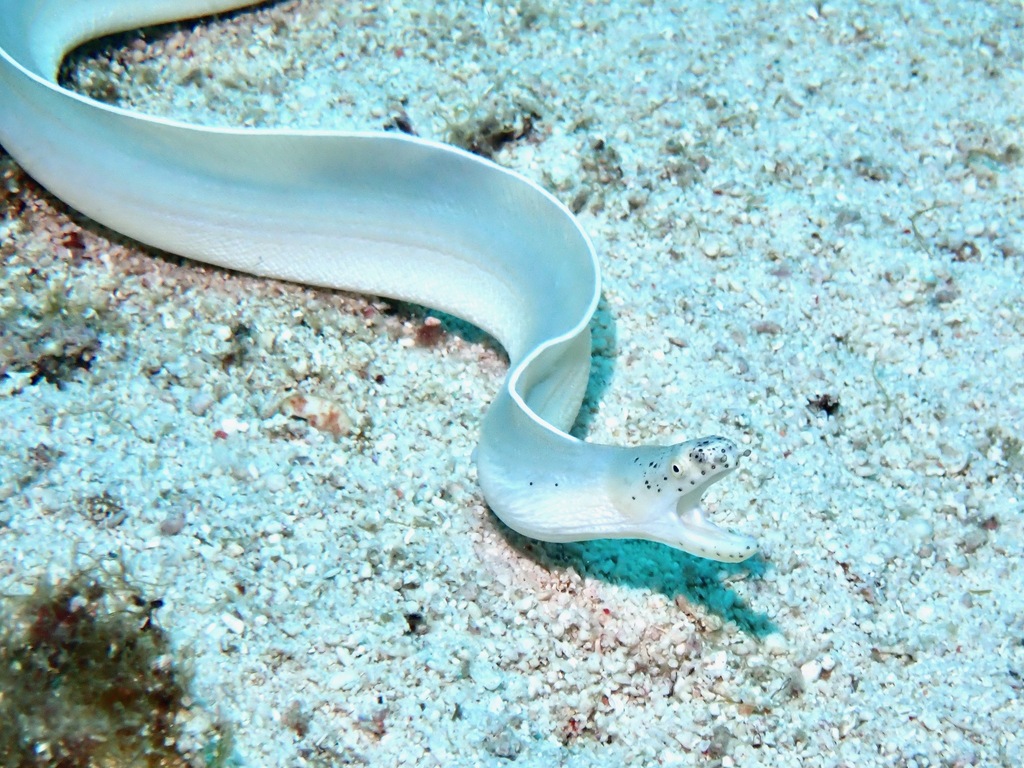 Pseudechidna brummeri
