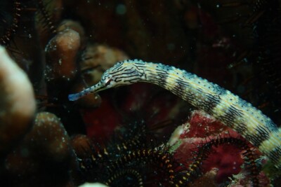 syngnathe flûte Syngnathidae