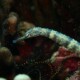 picture of Corythoichthys intestinalis