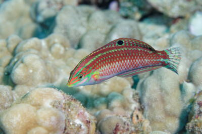 labre orné Labridae