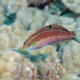 picture of Halichoeres ornatissimus