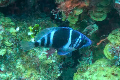 hamlet indigo Serranidae
