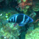 picture of Hypoplectrus indigo