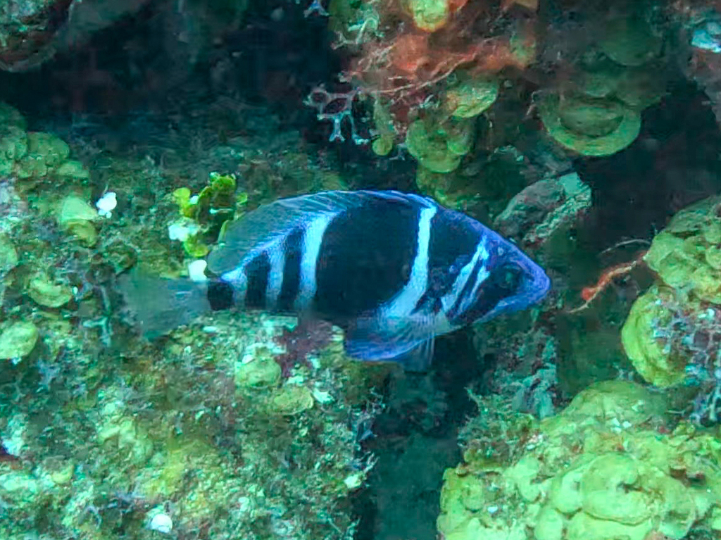 Hypoplectrus indigo