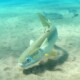 picture of Mugil cephalus