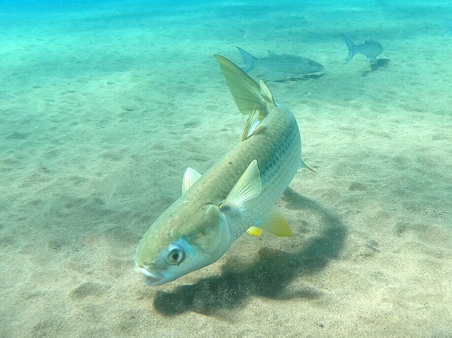 Mugil cephalus